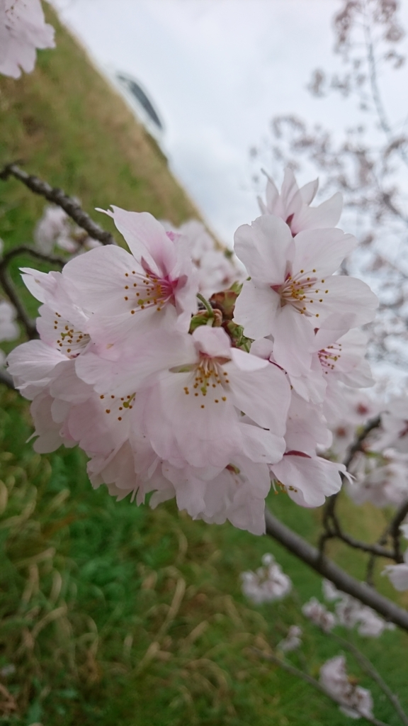 f:id:rinngotoaomusi:20170410124400j:plain f:id:rinngotoaomusi:20170410124400j:plain