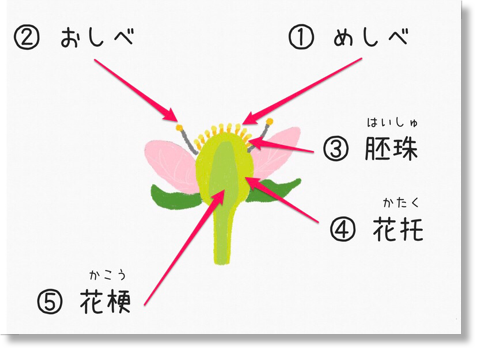 可愛いイチゴの赤い部分は果実じゃない 栄養 食べ方は Smile Mile Mi Log
