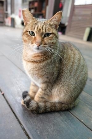 f:id:rinpachi:20190126190009j:plain f:id:rinpachi:20190126190009j:plain