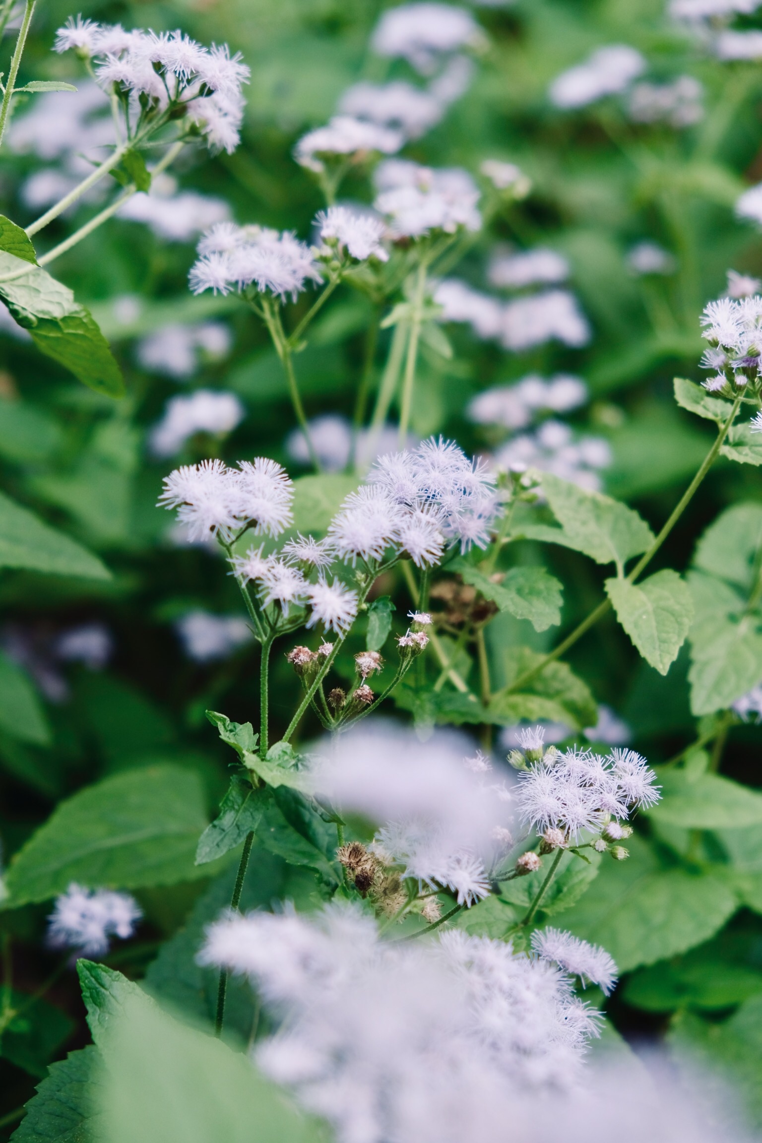 f:id:rinringapple:20191006122920j:image