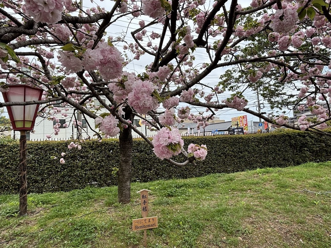 令和8年 造幣局 花の回り道 広島 - ひろしま里山放浪記2