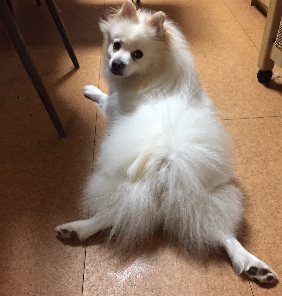 f:id:rintohanatan:20191226105507j:image