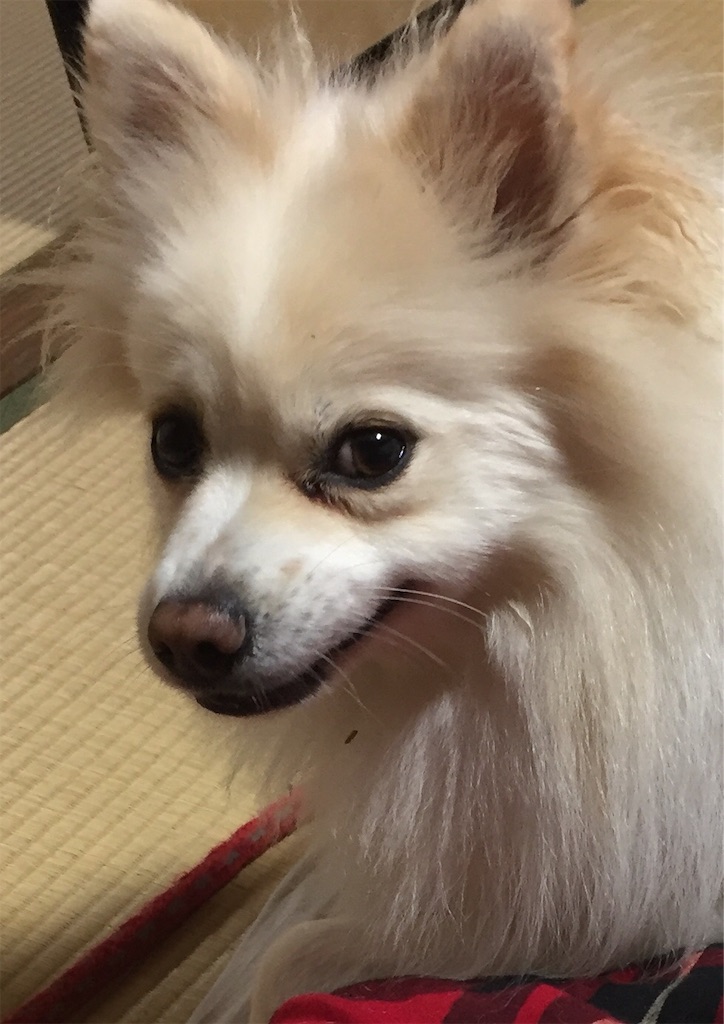 f:id:rintohanatan:20191226112715j:image