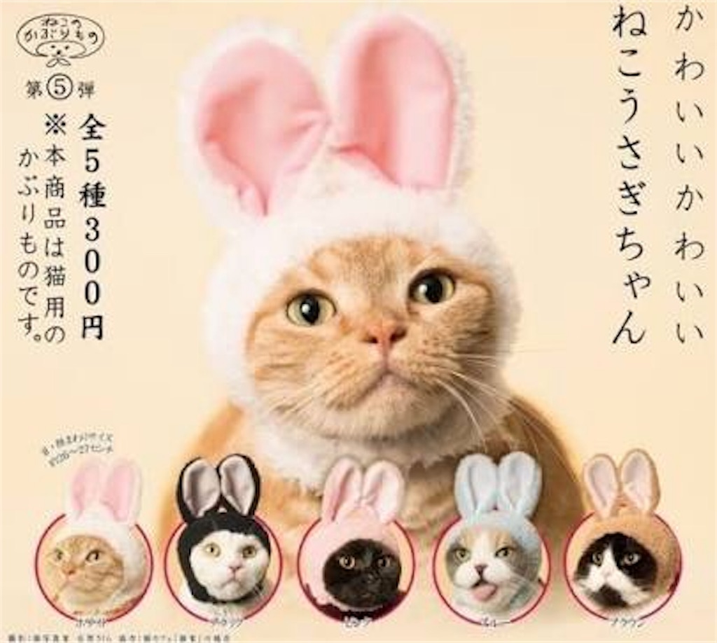 チワワに ねこのかぶりもの をかぶせてみた 縁の下のリオ チワワに ねこのかぶりもの をかぶせてみた 縁の下のリオ