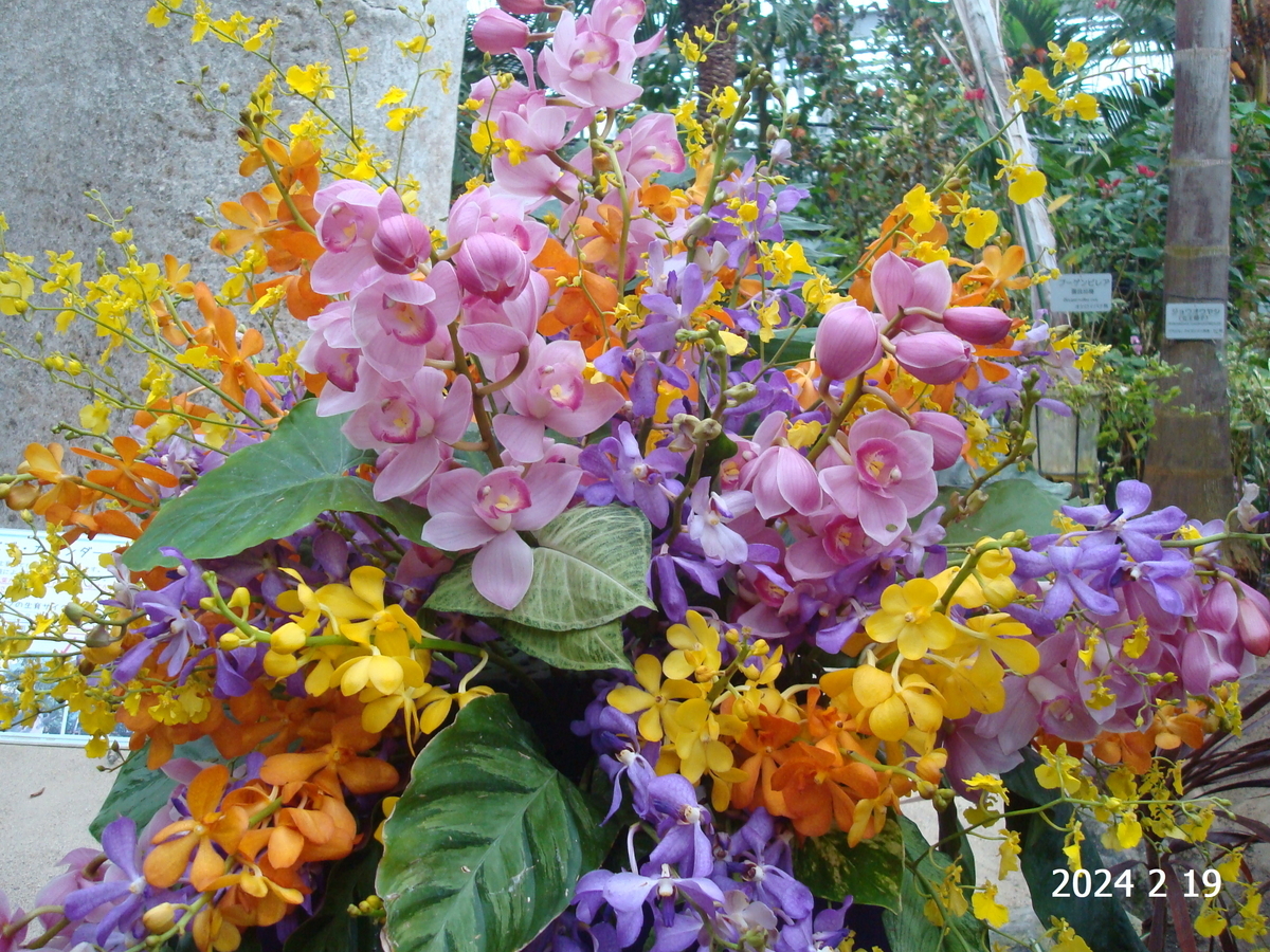 蘭展に行ってきました - 植物と生きる日々の記録