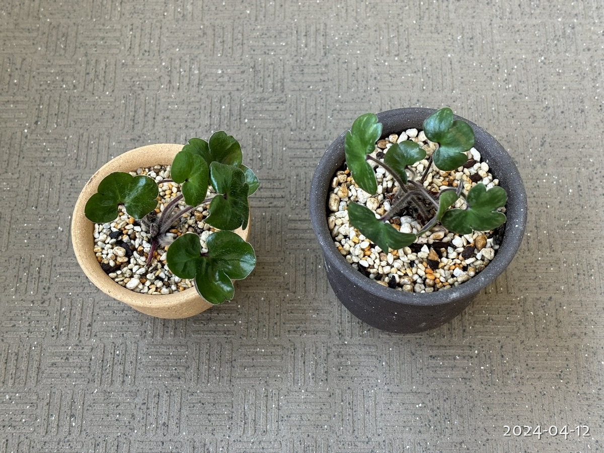 山野草と花苗の植え替え - 植物と生きる日々の記録