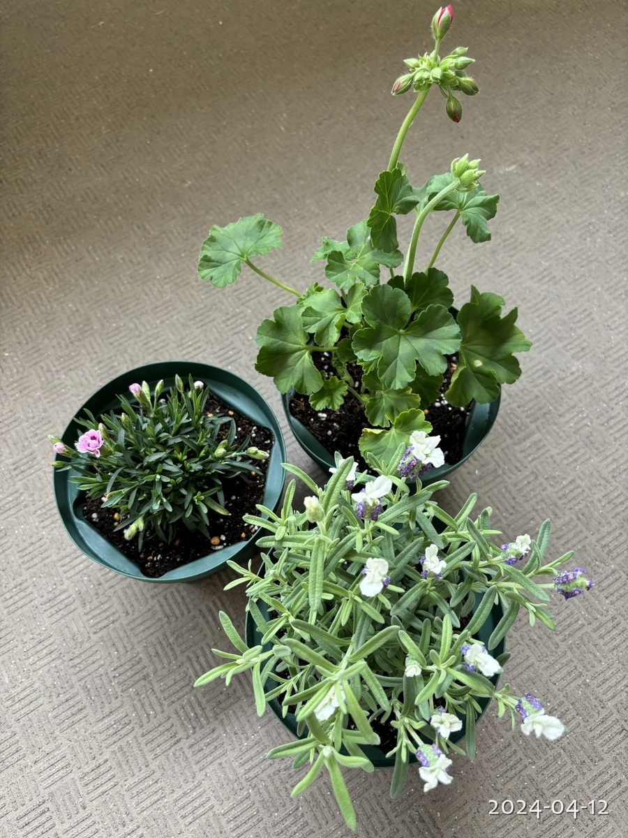山野草と花苗の植え替え - 植物と生きる日々の記録