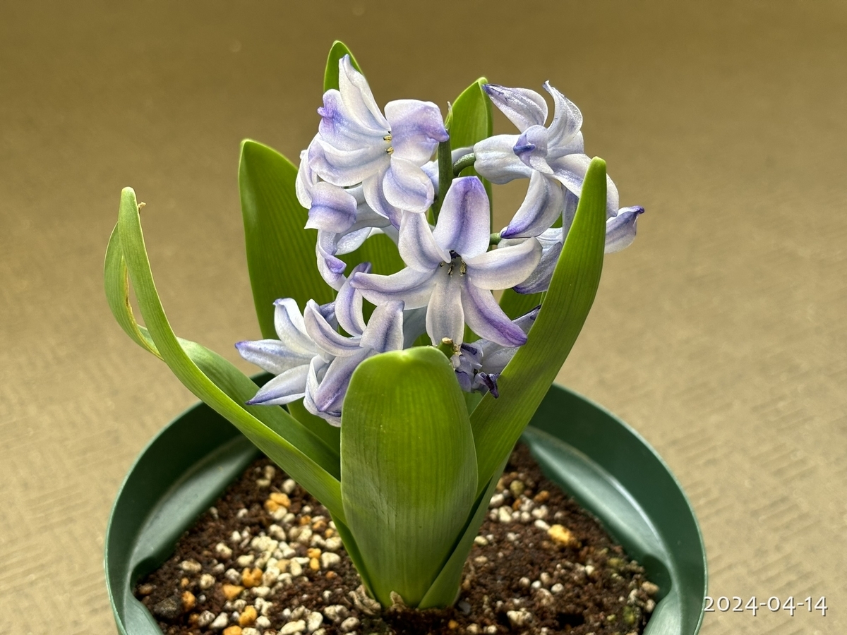 チューリップが好きすぎて - 植物と生きる日々の記録
