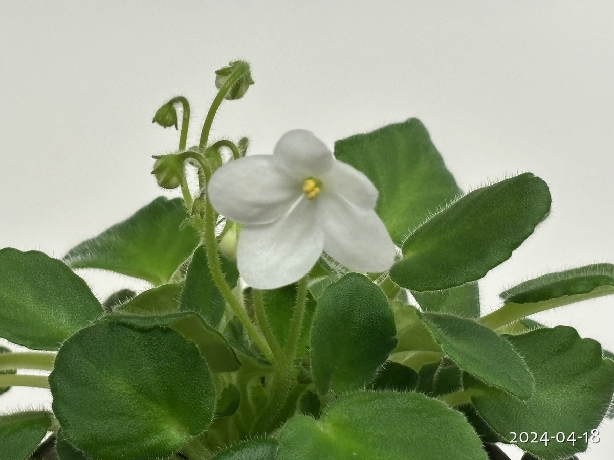 今日の花たち - 植物と生きる日々の記録