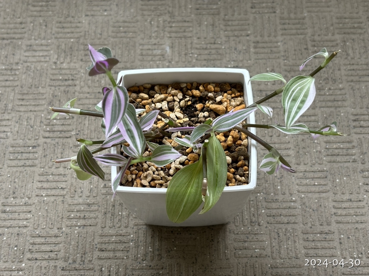 トラディスカンティアの挿し木に挑戦 - 植物と生きる日々の記録