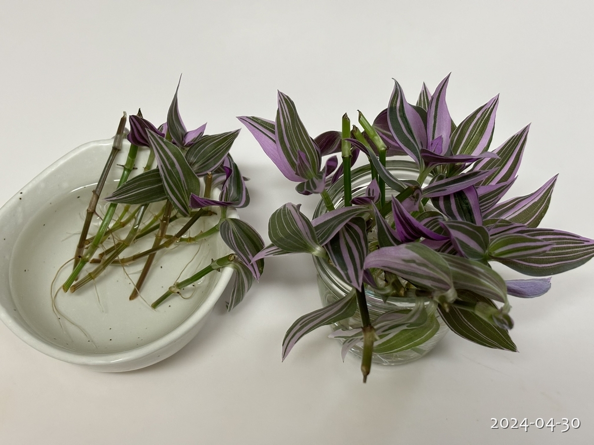 トラディスカンティアの挿し木に挑戦 - 植物と生きる日々の記録