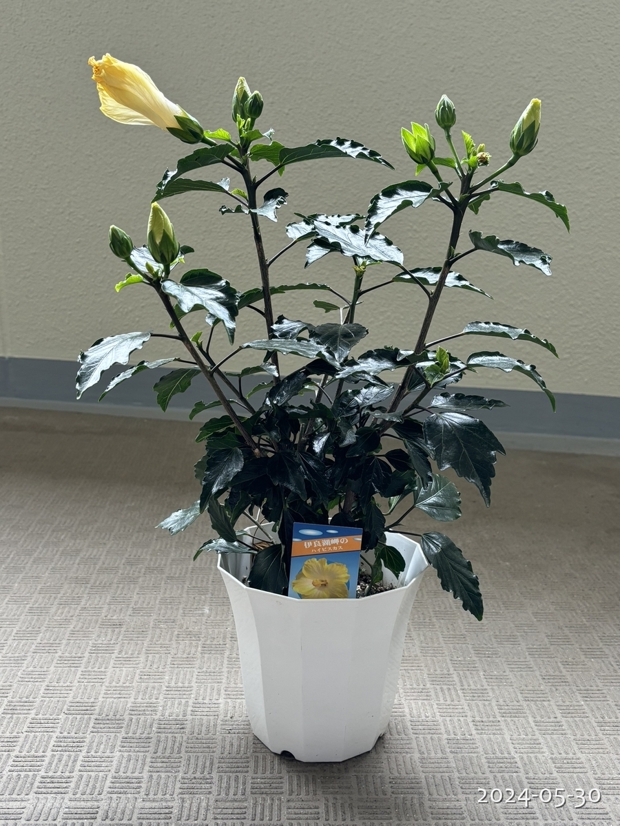 ハイビスカス×2！ - 植物と猫が大好きな人のブログ