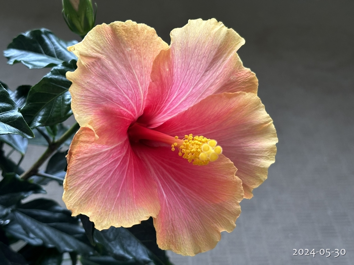 超大株！二色咲き✨レモンイエロー＆コーラルレッド ✨ハイビスカス ハイビスカス×2！ - 植物と生きる日々の記録