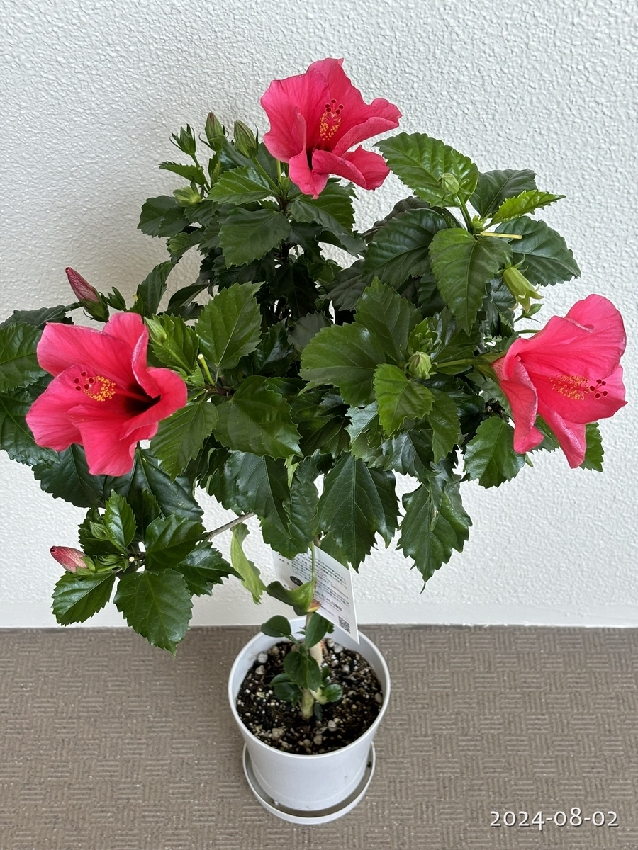 ハイビスカスが好きすぎて - 植物と生きる日々の記録