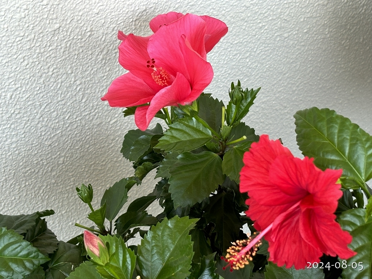 ハイビスカスが好きすぎて - 植物と生きる日々の記録