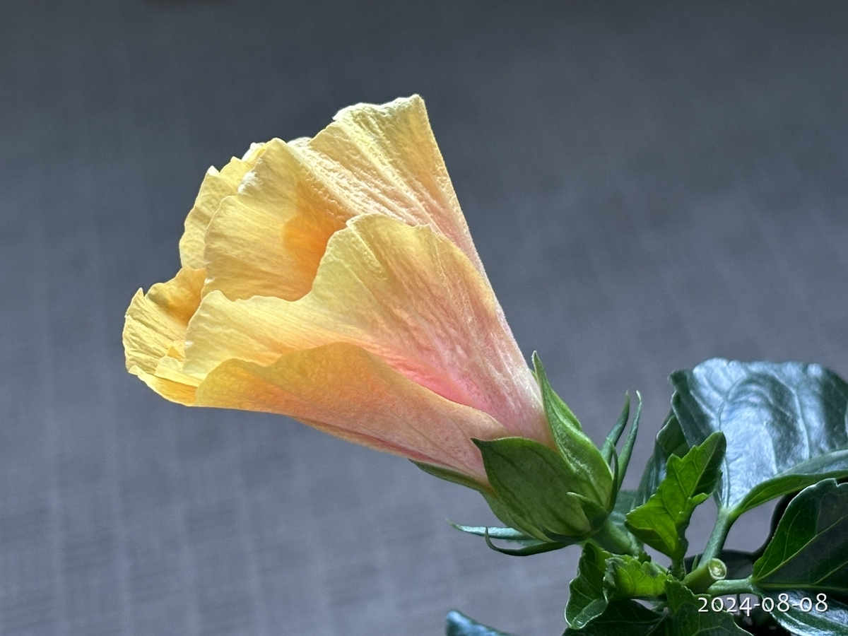 ハイビスカスが好きすぎて - 植物と猫が大好きな人のブログ
