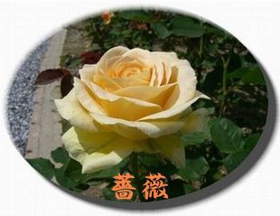 f:id:rio223jp:20060521135940j:image:w300