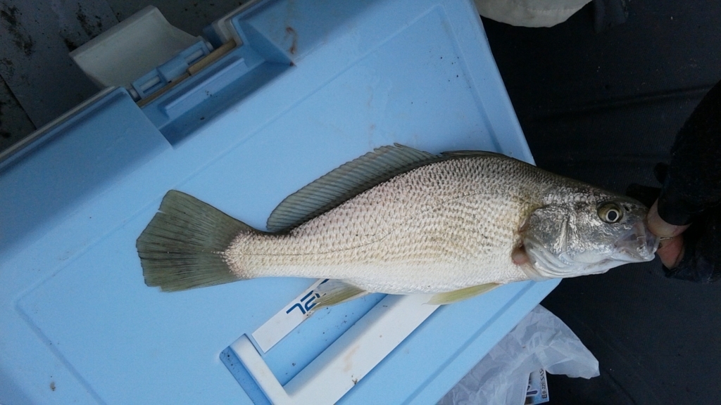 f:id:rioeyattchi:20180609154000j:plain