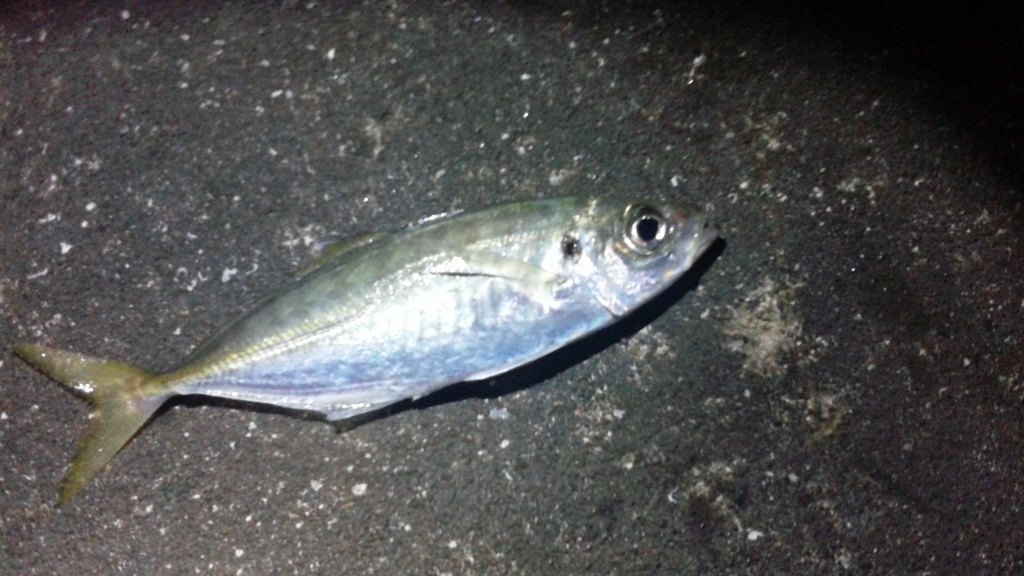 f:id:rioeyattchi:20181227000356j:plain