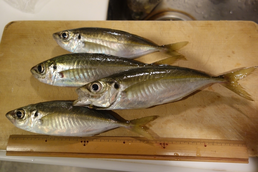 f:id:rioeyattchi:20181227000603j:plain