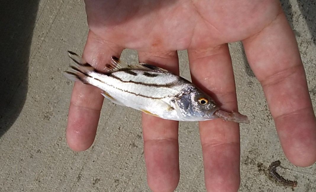 房総釣魚図鑑 No 65 コトヒキ 房総の魚たち 陸っぱり釣り師の備忘録 房総釣魚図鑑 No 65 コトヒキ 房総の魚たち 陸っぱり釣り師の備忘録