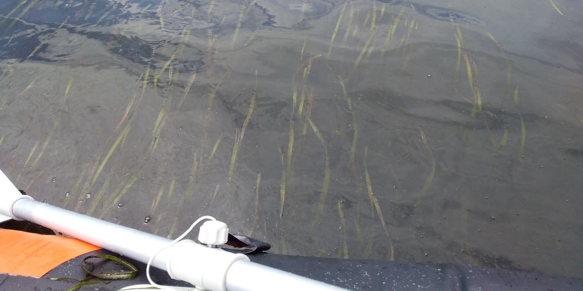 f:id:rioeyattchi:20200528140224j:plain