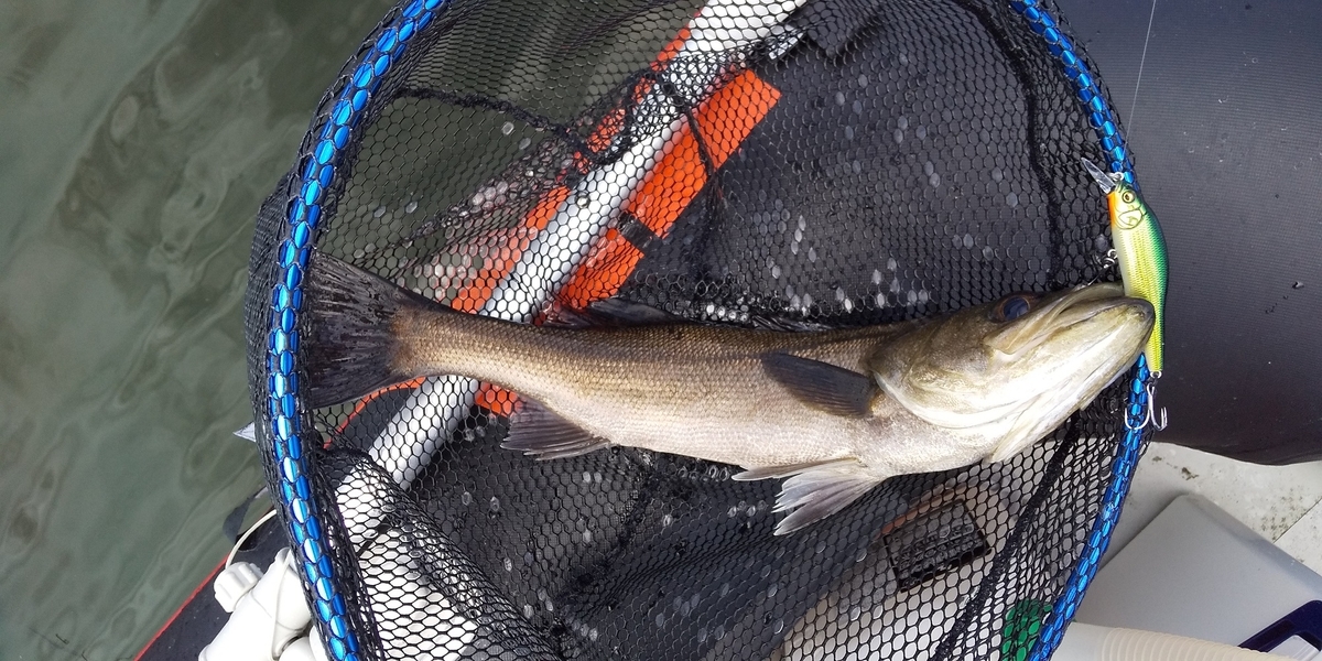 f:id:rioeyattchi:20200528140306j:plain