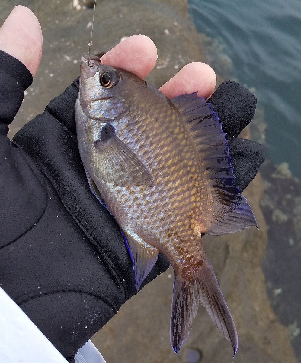 f:id:rioeyattchi:20200620104314j:plain