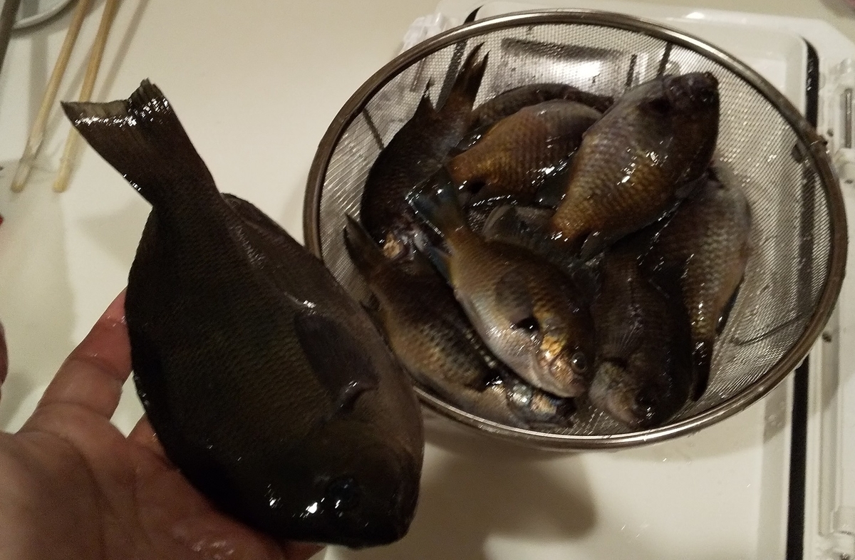 f:id:rioeyattchi:20200620104343j:plain