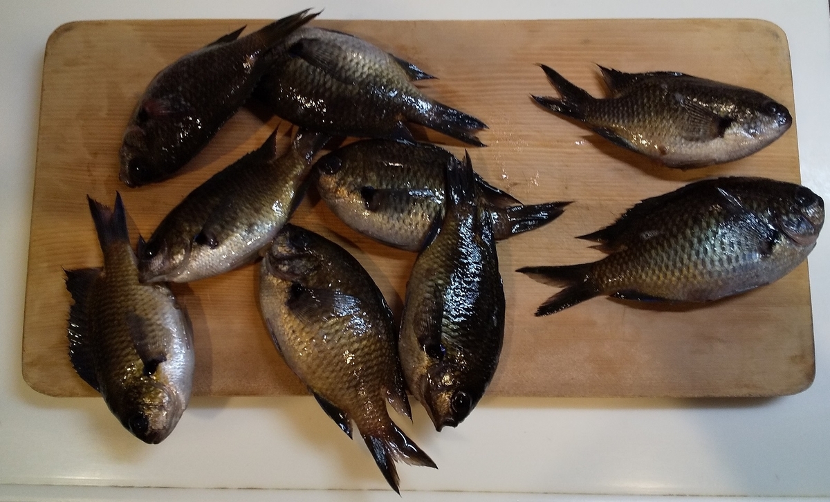 あぶってかも 房総の魚たち 陸っぱり釣り師の備忘録