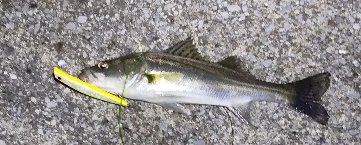 f:id:rioeyattchi:20200711234905j:plain