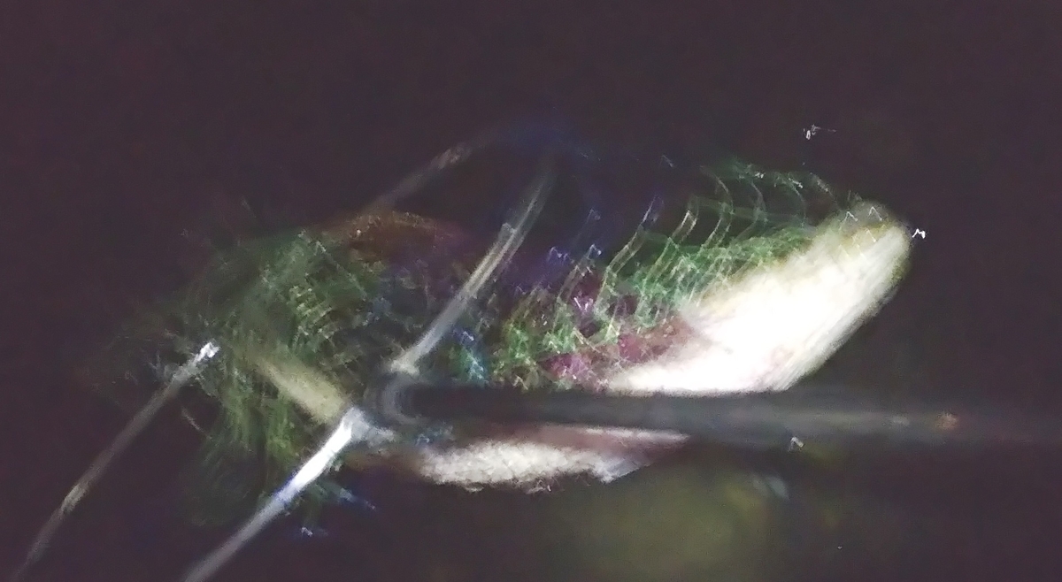 f:id:rioeyattchi:20200917170939j:plain