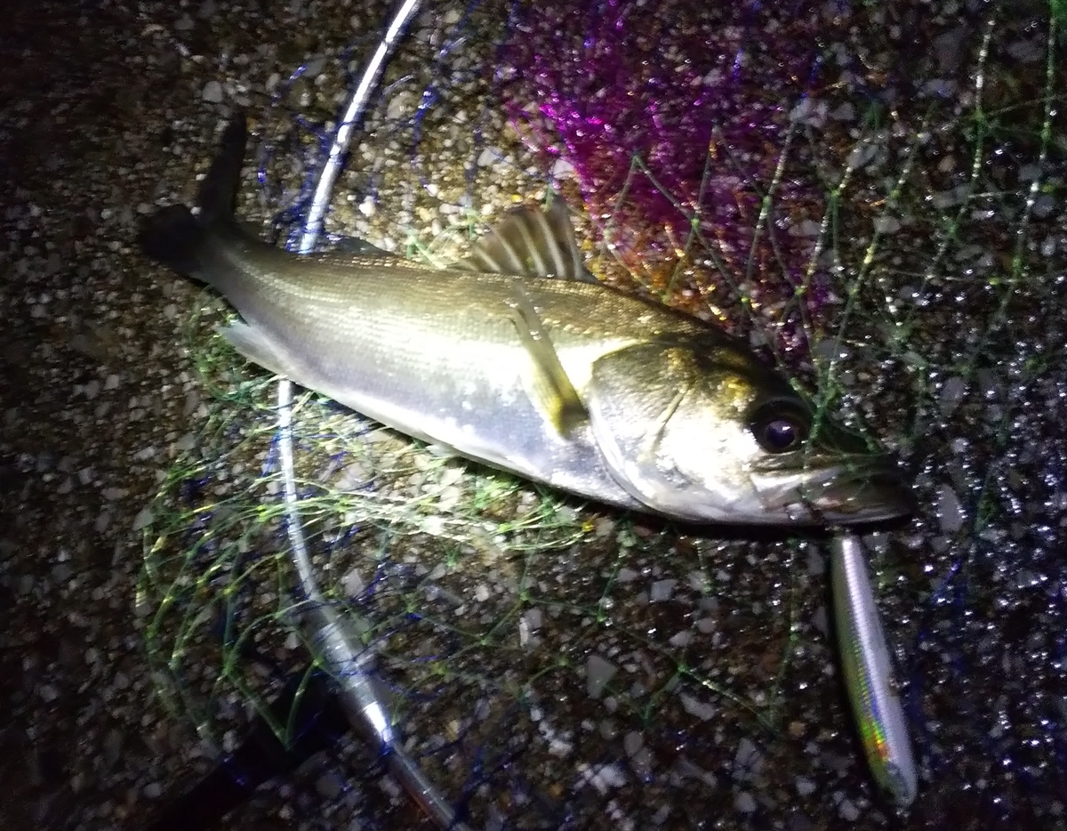 f:id:rioeyattchi:20200917171758j:plain