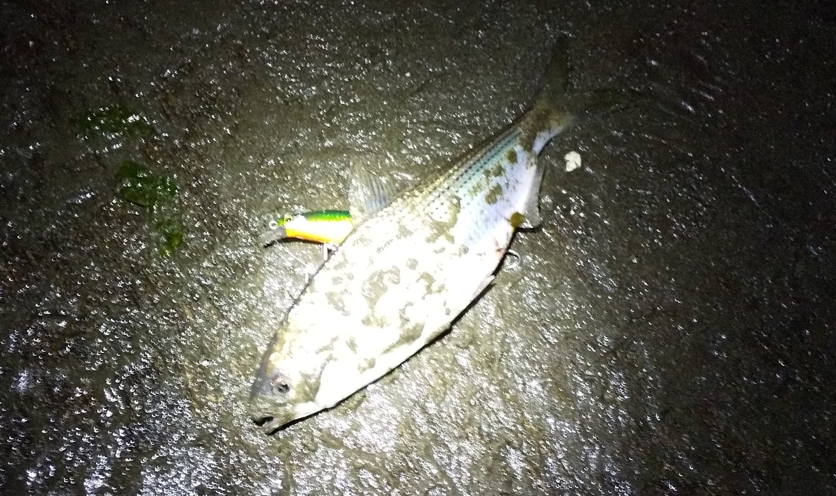 f:id:rioeyattchi:20201024161808j:plain