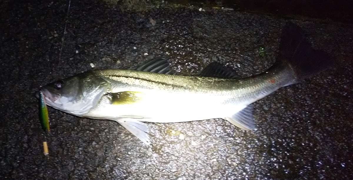 f:id:rioeyattchi:20201024162619j:plain