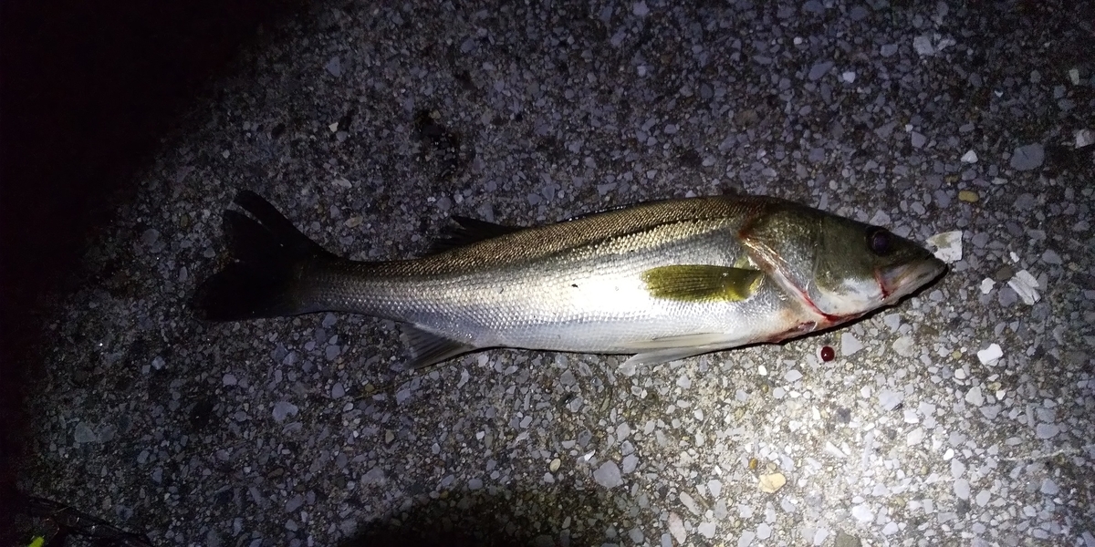 f:id:rioeyattchi:20201031150743j:plain