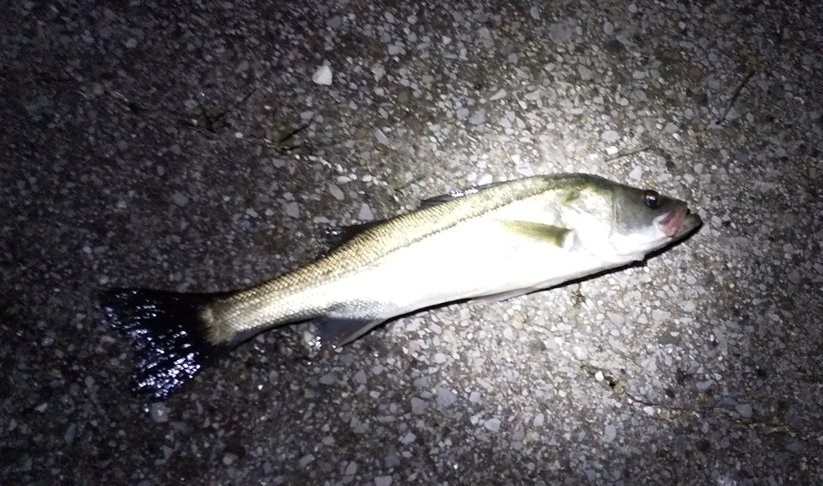 f:id:rioeyattchi:20201031151652j:plain