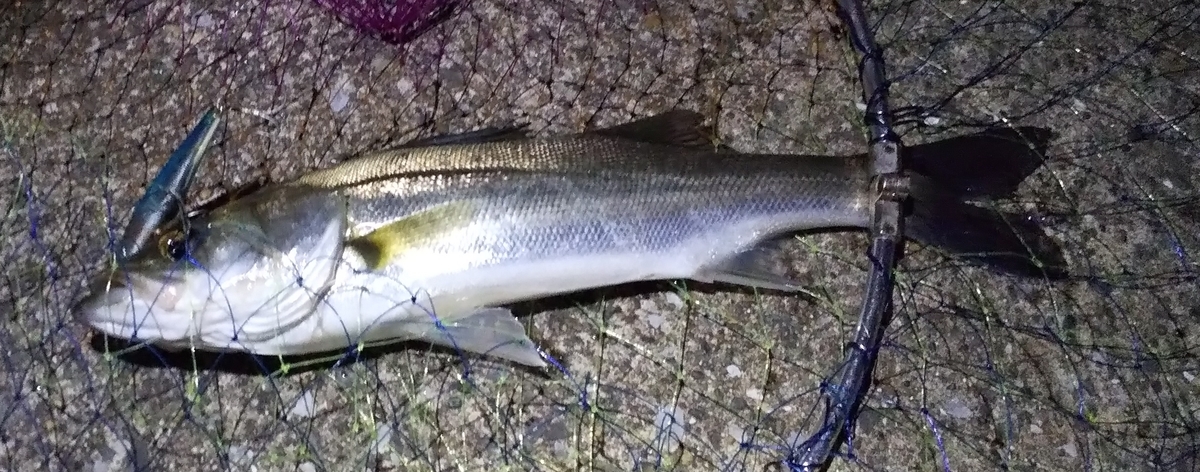 f:id:rioeyattchi:20201031151845j:plain