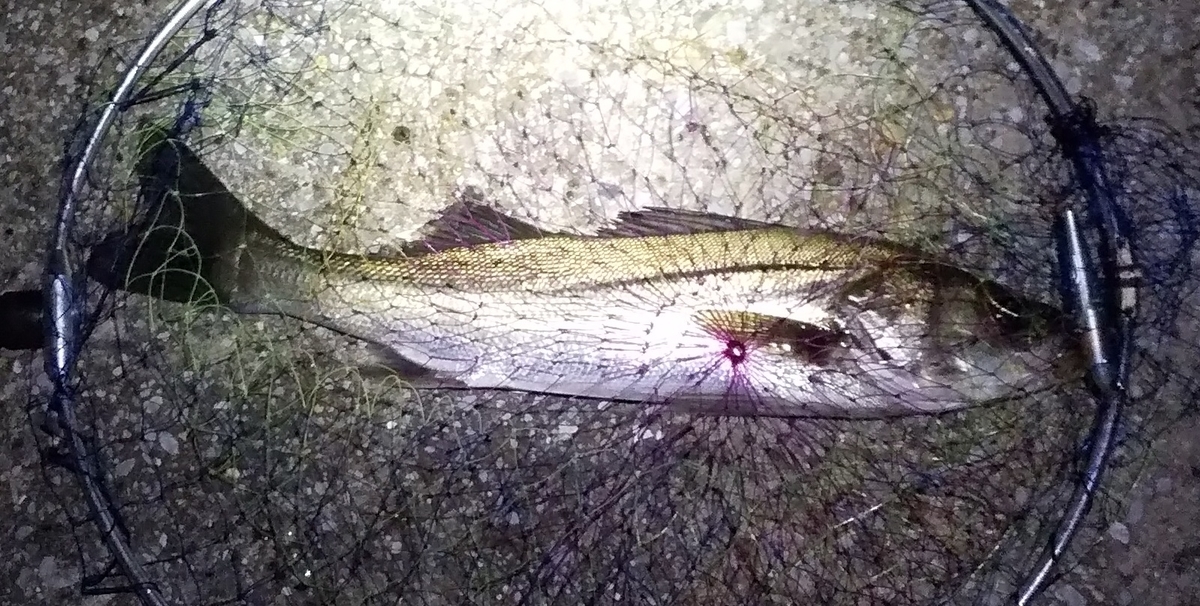 f:id:rioeyattchi:20201031151948j:plain