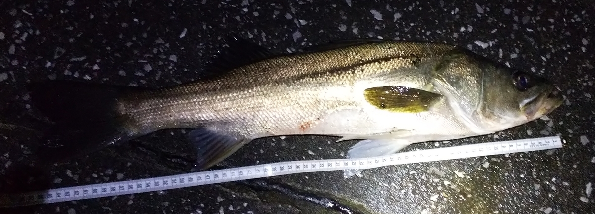 f:id:rioeyattchi:20201103123904j:plain