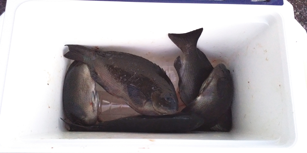 f:id:rioeyattchi:20210110155829j:plain