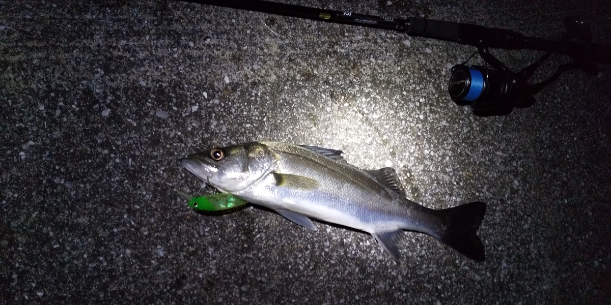 21 12 12月の湾奥シーバス 房総の魚たち 陸っぱり釣り師の備忘録