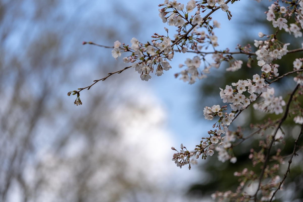 f:id:rion9raven:20190401233745j:plain f:id:rion9raven:20190401233745j:plain