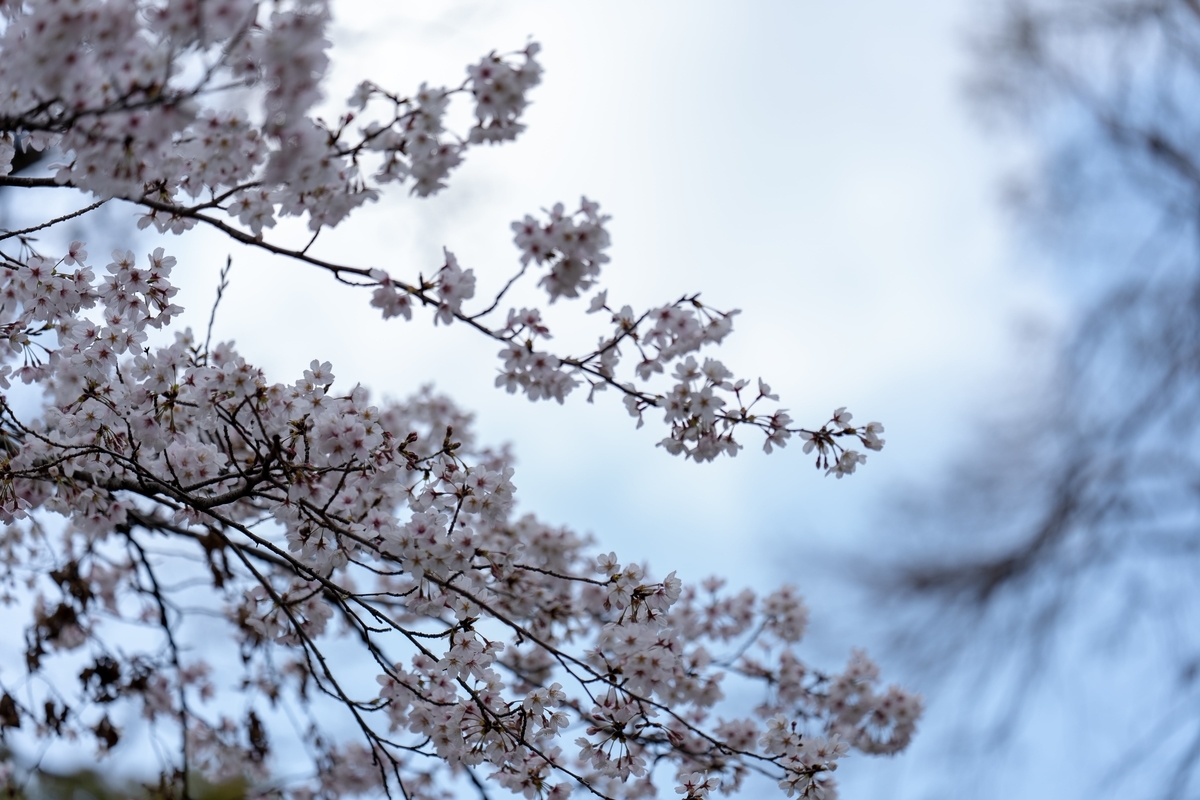 f:id:rion9raven:20190401233910j:plain f:id:rion9raven:20190401233910j:plain