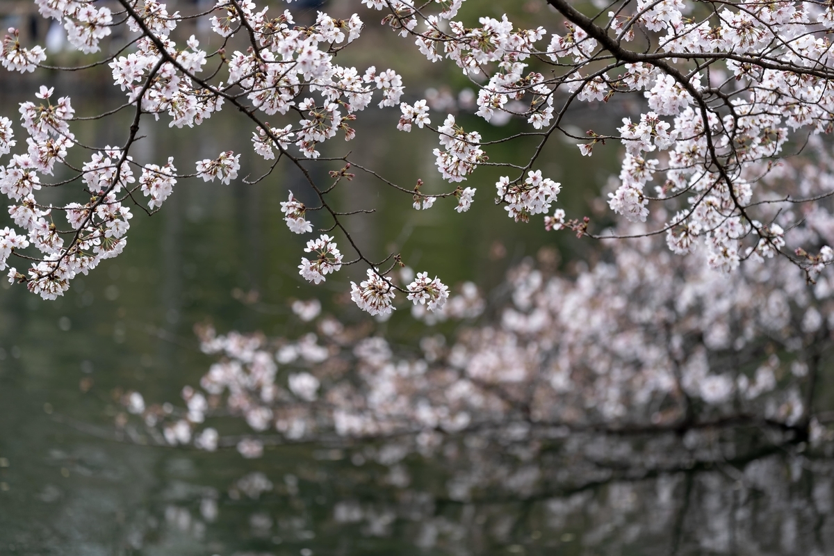 f:id:rion9raven:20190401233943j:plain f:id:rion9raven:20190401233943j:plain