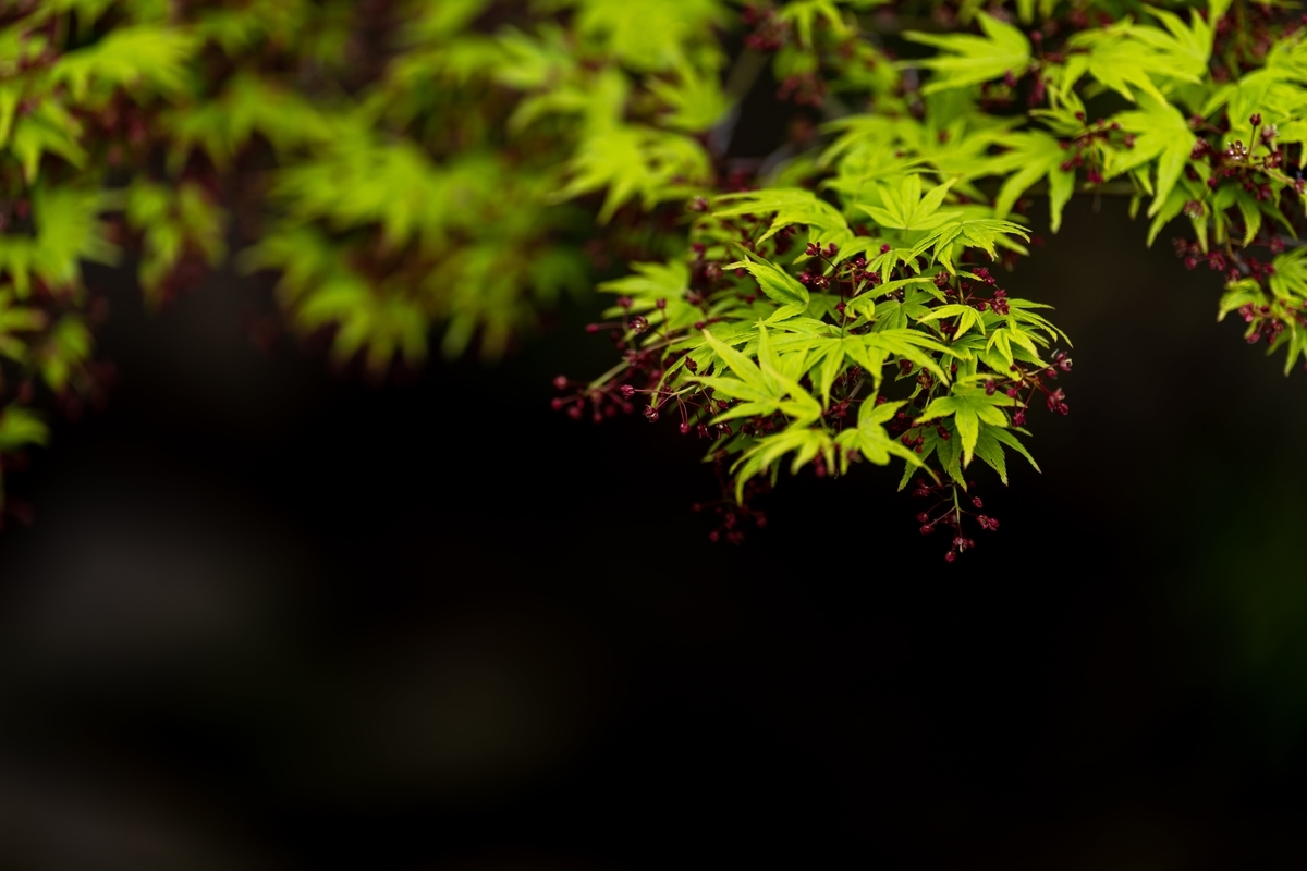 f:id:rion9raven:20190401234058j:plain f:id:rion9raven:20190401234058j:plain