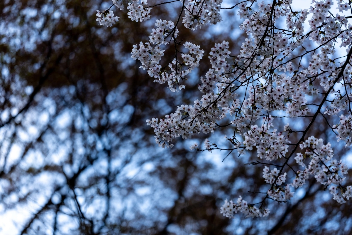 f:id:rion9raven:20190404021507j:plain