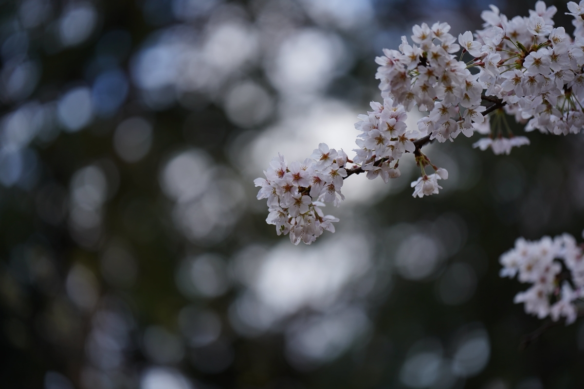 f:id:rion9raven:20190404222400j:plain