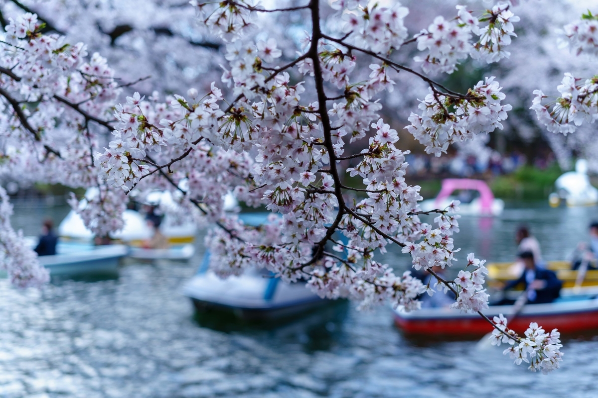 f:id:rion9raven:20190404222511j:plain