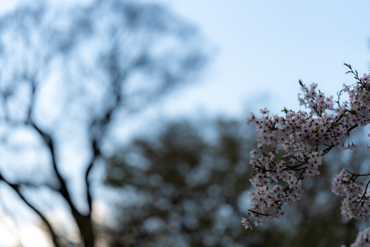 f:id:rion9raven:20190404222531j:plain